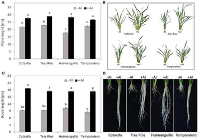 Aluminum Enhances Growth and Sugar Concentration, Alters Macronutrient Status and Regulates the Expression of NAC Transcription Factors in Rice